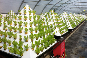 زراعة بديلة تنمو في نيويورك