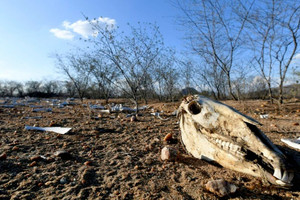  شمال شرق البرازيل يشهد اسوأ موجة جفاف منذ قرن 