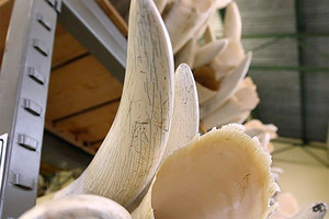 ضبط ستين كيلوغراماً من العاج وجلود فهود في ساحل العاج