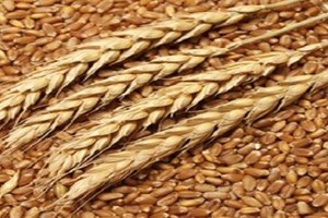 تجار: الجزائر تشتري 470 ألف طن قمحاً و75 ألف طن شعيراً