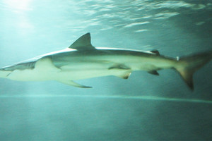  الدلفين الاسود عدو جديد للصيادين المغاربة في الحسيمة