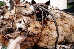 الصين تحظر لحم الكلاب في مهرجان سنوي يثير استياء واسعاً