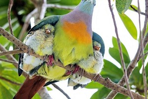 قصة قصيرة... جومبهيرا والحمامة