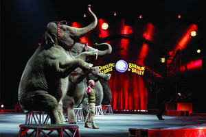 بعد 146 عاما... سيرك 'رينجلينج بروس وبانوم آند بيلي' في الولايات المتحدة يوقف عروضه