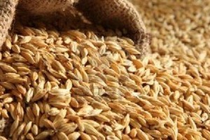 السعودية تشتري 1.5 مليون طن من علف الشعير في مناقصة