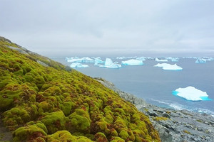 القطب الجنوبي قد يصبح أكثر اخضرارا بسبب الاحترار المناخي