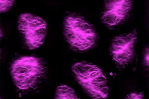علماء يحلون لغز تشكل الورد لدى بعض النبات 
