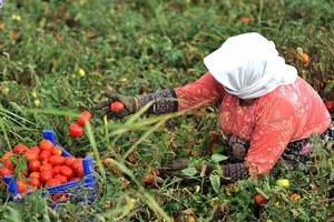 مسئولون أتراك: أنقرة تقترح على موسكو رفعاً جزئياً لحظر البندورة