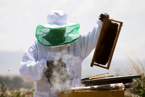 العسل الاثيوبي كنز محلي يطمح إلى العالمية 