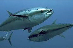 التونة الحمراء تعود الى المتوسط