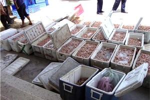 خفر السواحل: ضبط 614 كيلوغراماً من الروبيان وإحالة 22 قضية للنيابة العامة   