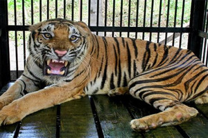 الشرطة البريطانية: نمر يقتل حارسة بحديقة حيوان في إنجلترا