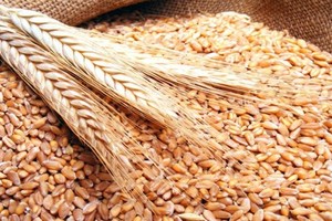 العراق يطرح مناقصة لشراء 50 ألف طن قمح على الأقل