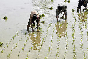 الصينيون زرعوا الأرز قبل ما لا يقل عن 9400 عام 
